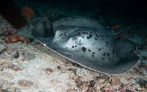 Maldives 2021  - Raie pastenague noire - Blackblotched stingray - Taeniurops meyeni - DSC00629_rc